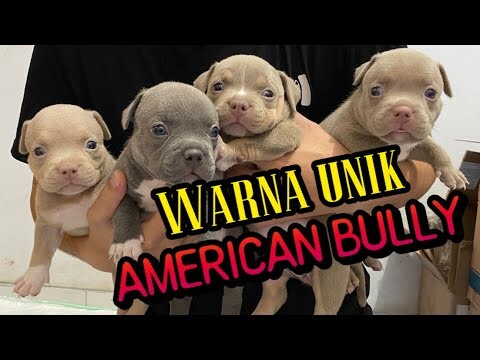 ANAKAN AMERICAN BULLY WARNA LANGKA DI INDONESIA!!