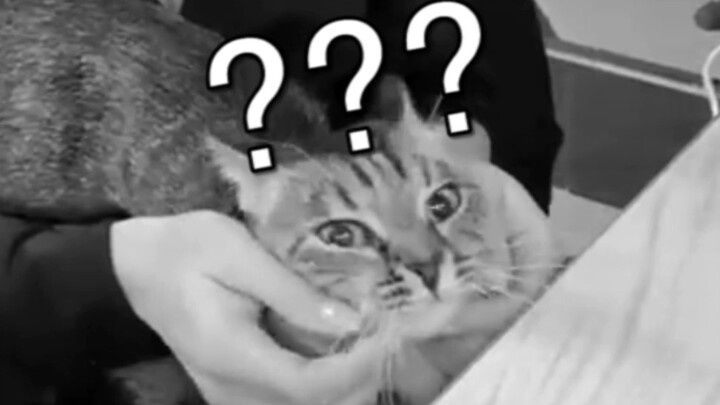 [Live Report: Humans Being Silly – Episode 195] Cat: Who am I? Where am I? What’s going on?