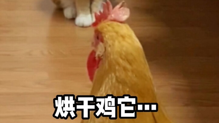 It’s hatched! It’s hatched! The dried chicken has hatched!!