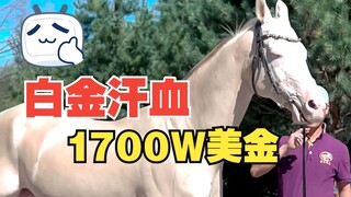 1700W美金，白金汗血！小玉玉要出来炸街囖~