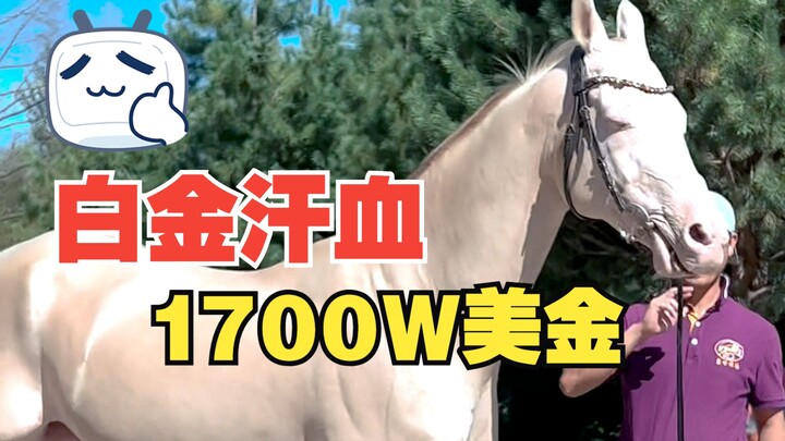 1700W美金，白金汗血！小玉玉要出来炸街囖~