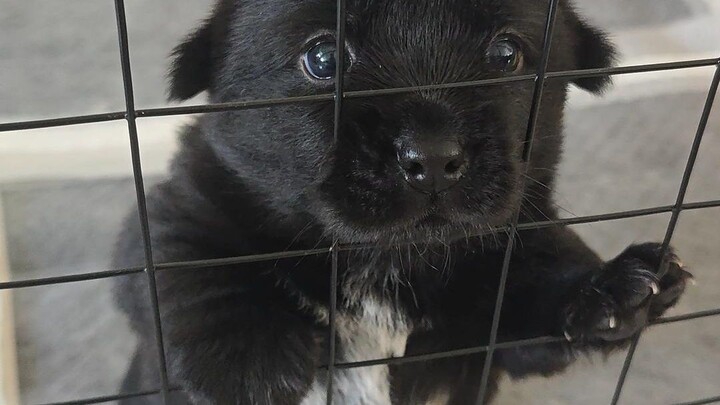 Khóc lóc mãi mà chỉ có cái mũi mới được tự do.