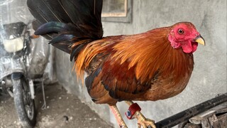 4th Win Standard Bantam 7 Months partida kanan pa( Still Unscratched😈) #Bantameros