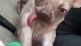 A dog whose appearance is a bit messy...so adorably ugly!