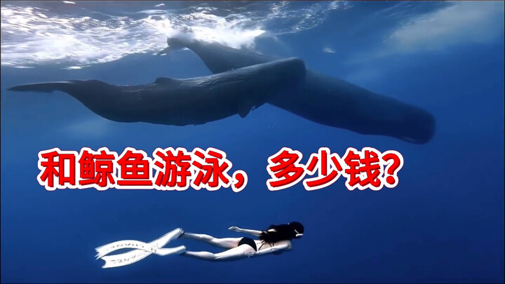 Do you want to go swimming with whales?