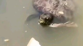 Thật, vua của dòng sông