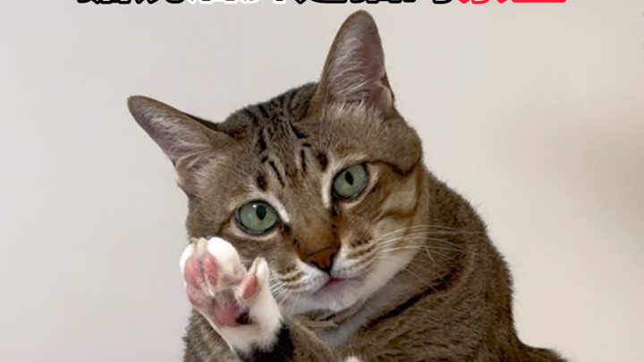 Katanya kaki belakang adalah zona terlarang bagi kucing?