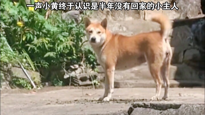 一声小黄终于认识是半年没有回家的小主人