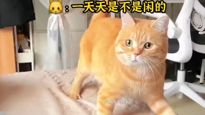 القط: لا تظن أنني لا أفهم كلام البشر!