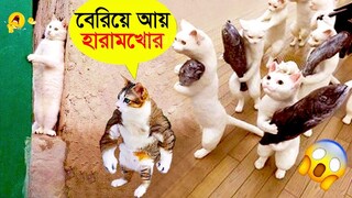 পশুদের মজার কর্মকান্ড ক্যামেরায় ধরা পড়া | Funny Animals Video 2023 (Part-21) | mayajaal