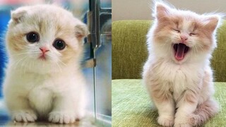 A Vĩ, bạn đã quay lại làm việc chưa vậy