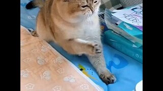 Cat: My teeth are almost ground to pieces!