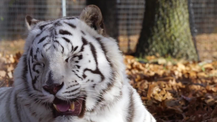 مكافأة يان للنمر الأبيض المبارك: مخلوقٌ أسطوري في قمة الجمال