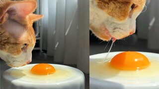 خفاقة بيض القطط! ابدأ!!!