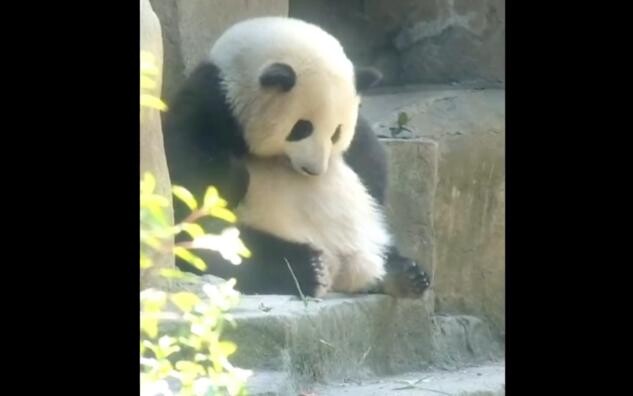 Hua Hua's little tummy~