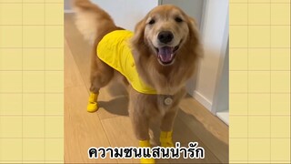 เพื่อนตัวน้อย สัตว์เลี้ยงแสนซน : ความซนแสนน่ารัก