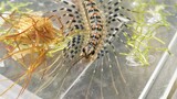 [Animals]Fighting between two house centipedes