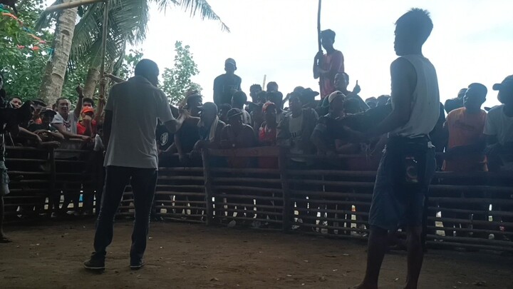 Fiesta Liguan Lose