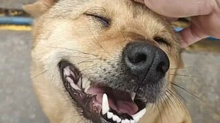 Pastoral dogs are really easy to satisfy