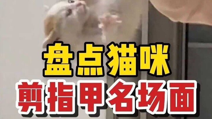 A roundup of iconic moments when trimming cats’ nails—what’s your cat like?