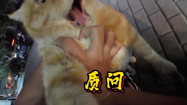 外卖小哥质问肥猫