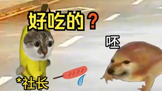 【猫meme】记得吃点好的，兄弟们……😐