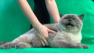 Anak kucing yang mengeong saat disentuh