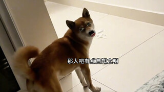 The first time I've seen disdain displayed by a dog.