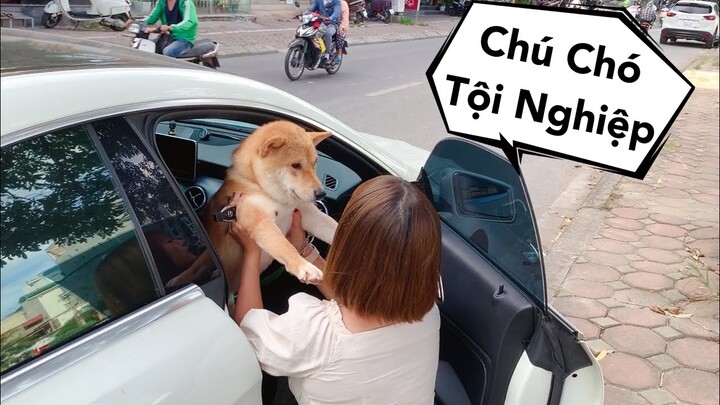 Mật Pet Đón Thành Viên Mới - Phản Ứng Của Mật Khi Gặp Em Trai Nuôi