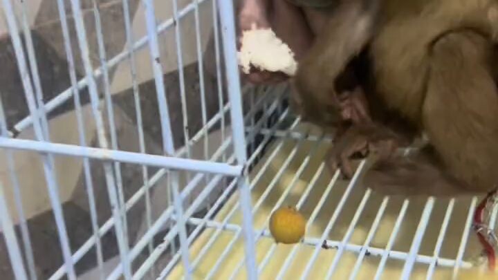 monkey