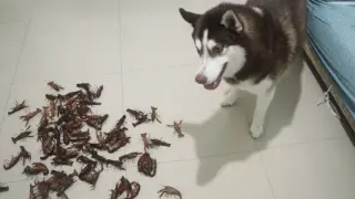 When a Husky Sees 100 Crayfish