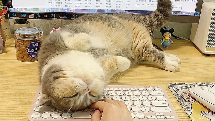 【Animal Circle】What happens when you ignore your cat's affection?