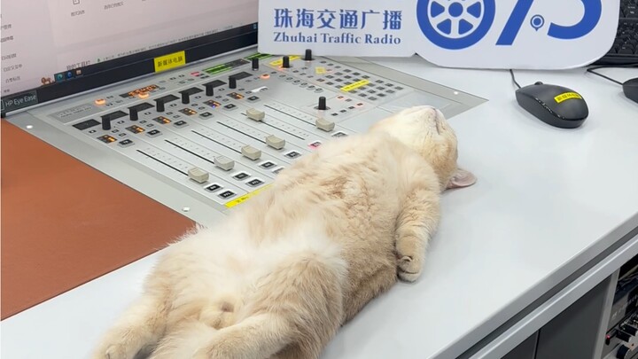 Kucing Kecil Mencoba Seratus Pekerjaan: Penyiar Radio