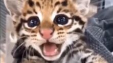 Cutest baby animals3