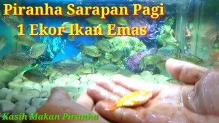 Kasih Makan Piranha Ganas