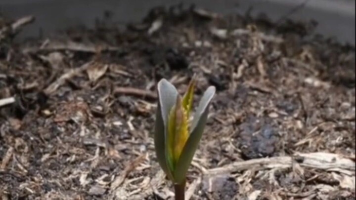 18 days for 31 seconds - Apple growing timelapse