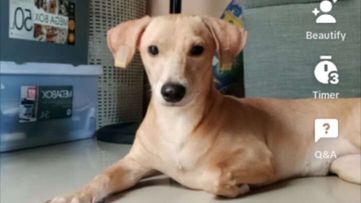 everything about cindey 🐕‍🦺