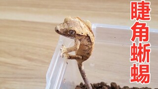 Bersiap menjadi peternak kadal skala besar, mulai dulu dari si kecil Cephalotus ini.