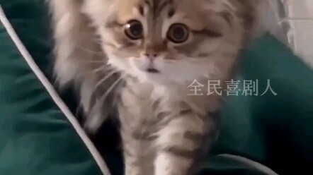 Cat: Wow, can shedding this much actually help me get a girlfriend?