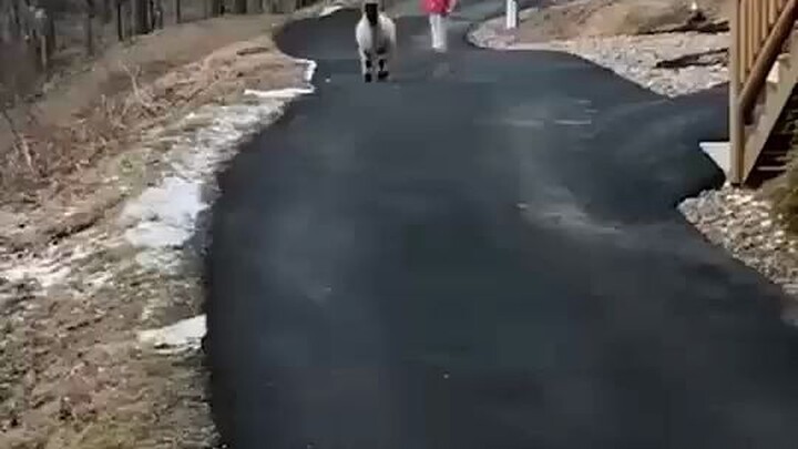 Healing moment: A man abroad keeps a sheep that leaps into the air on all fours every time it sees i