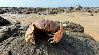 This is the real seafood noodles, freshly caught in the sea