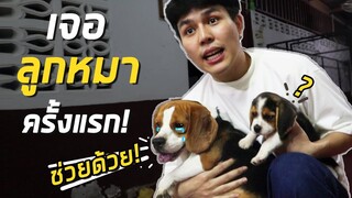 หมาแรมซี่ เจอลูกหมา บีเกิ้ล ครั้งแรกในชีวิต จะเป็นยังไง?!!
