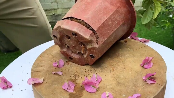 Dưỡng gốc già cây hoa kiểu này vừa đẹp!