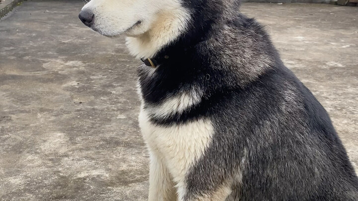 Perbandingan anjing di kota dengan anjing di desa!