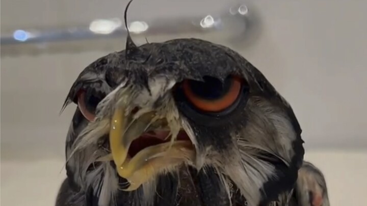 Trust me… owls really love taking baths!