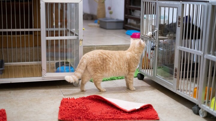 Bisakah Kucing di Kandang Tanpa Kotak Pasir?