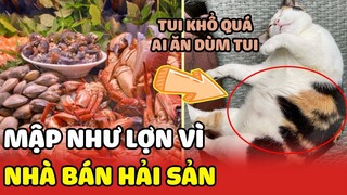 Chú mèo "MẬP NHƯ LỢN" vì đầu thai nhầm vào nhà con Sen "BÁN HẢI SẢN"😂😂| Yêu Lu