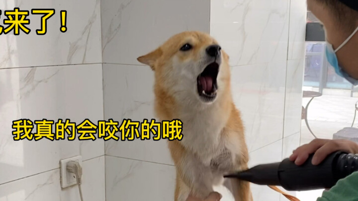 Tắm cho chó Shiba Inu mà ra “hơi sát khí”!