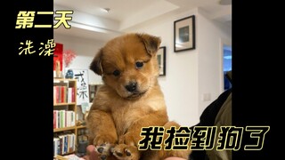 The day after I picked up the dog, I was amazed to discover it could actually use the toilet in a de