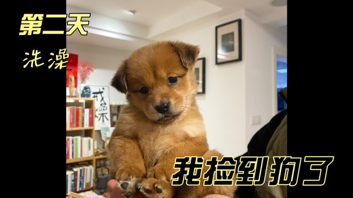 Ngày thứ hai sau khi nhặt được chú chó, thật bất ngờ khi phát hiện ra nó chẳng cần dạy cũng biết đi 